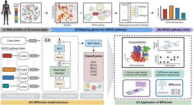 Tracing unknown tumor origins with a biological-pathway-based transformer model