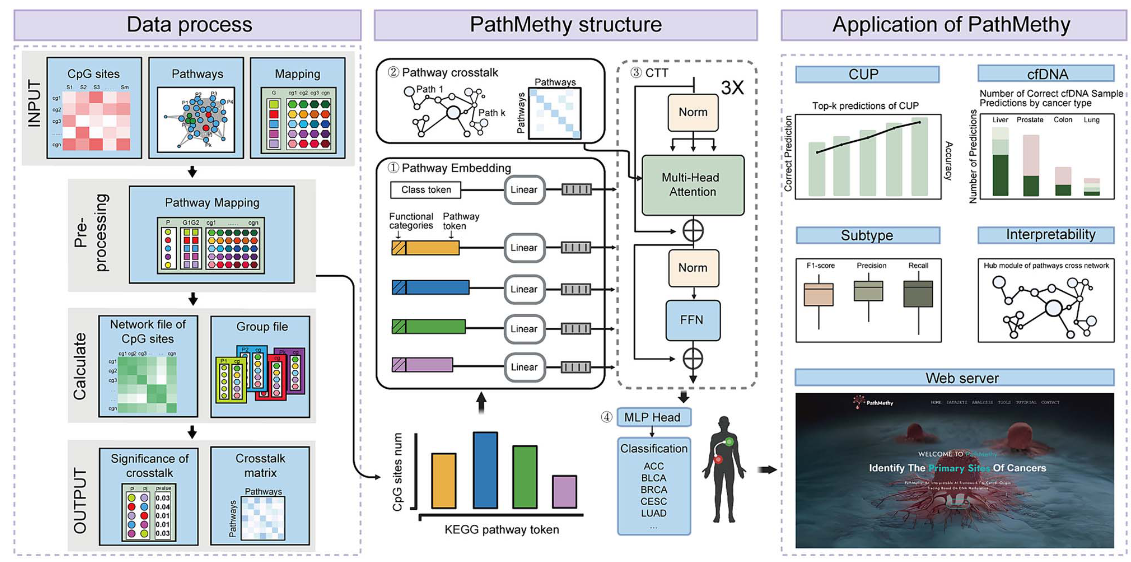PathMethy-an interpretable AI framework for cancer origin tracing based on DNA methylation
